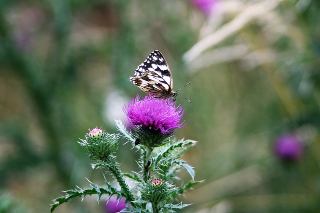 Free Butterfly Flower photo and picture