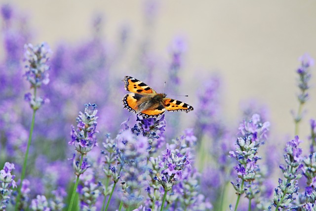 Free Little Fox Flower Background photo and picture