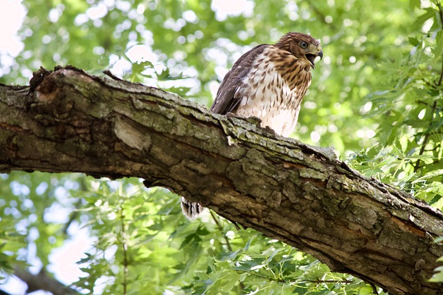Falke, Vogel, Sitzend, Baum, Gefieder