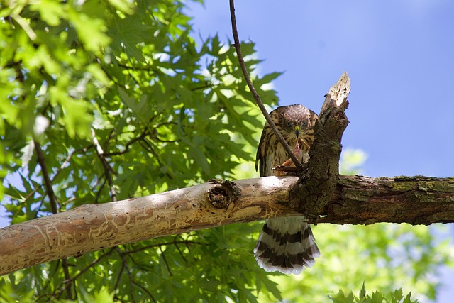 Falke, Vogel, Sitzend, Baum, Gefieder