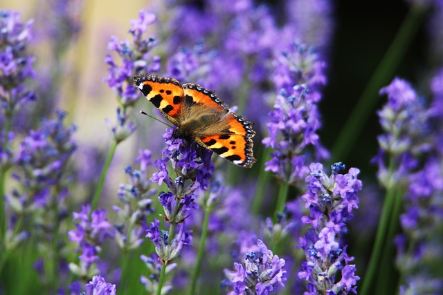Free Butterfly Flower photo and picture