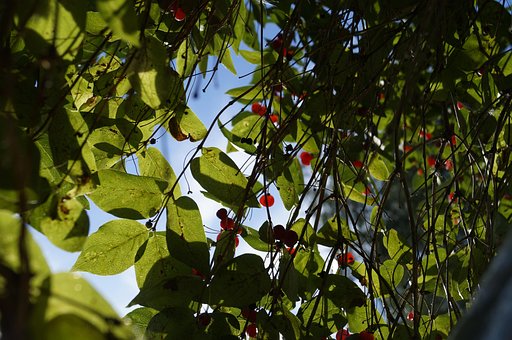 Free Leaves Berries photo and picture