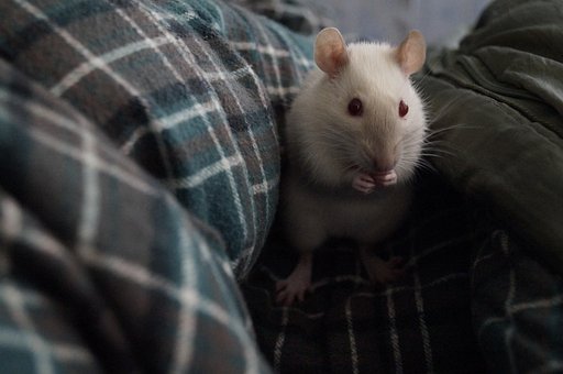 Free Rat Pet photo and picture