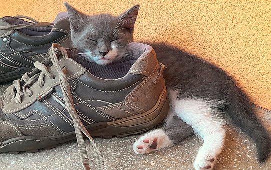 Free Cat Relax photo and picture