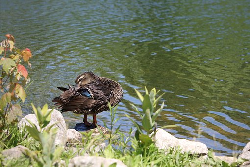 Free Mallard Duck photo and picture