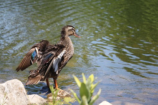 Free Mallard Duck photo and picture
