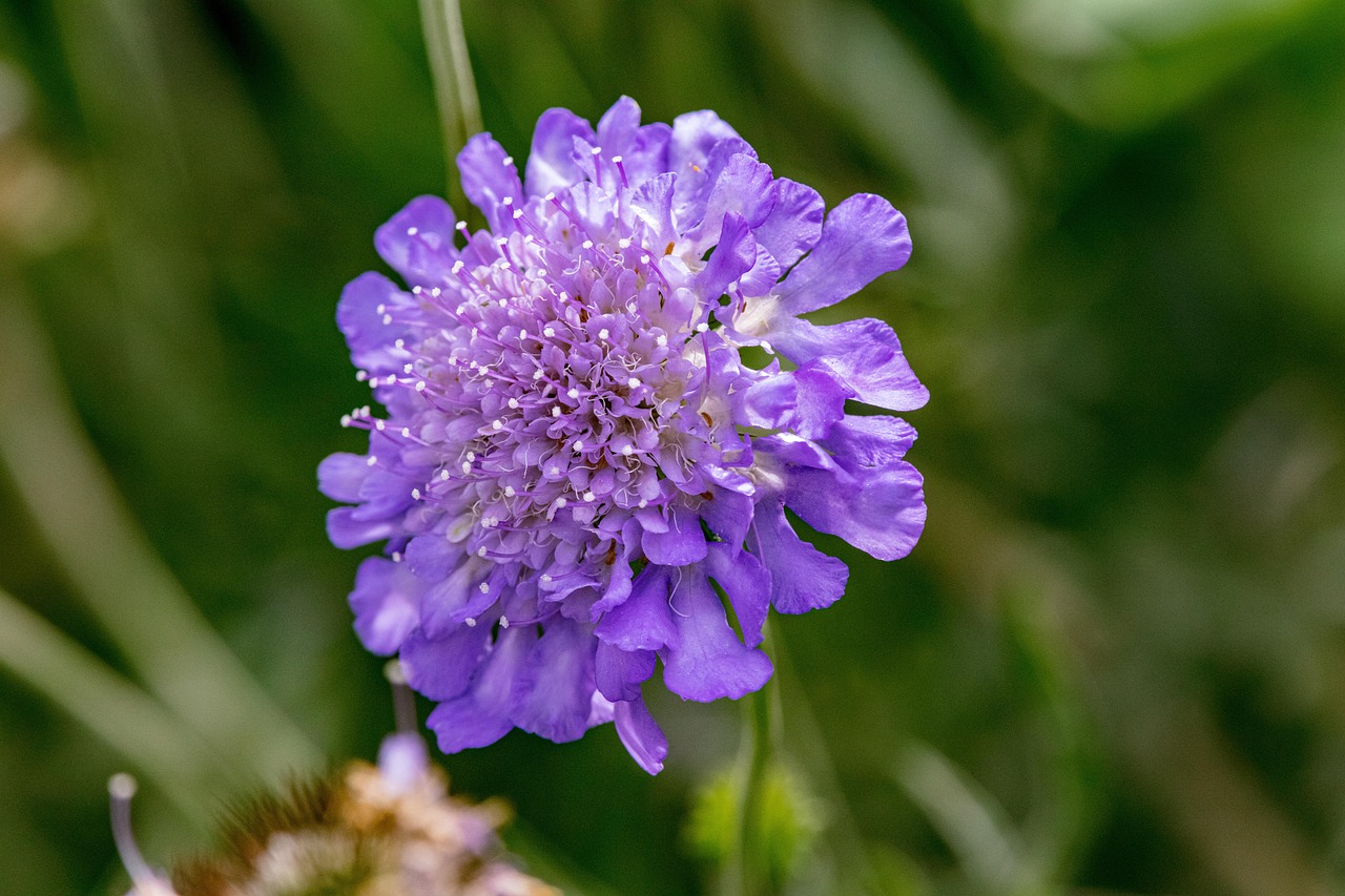 Pincushion Flower Bloom Free photo on Pixabay Pixabay
