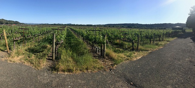 Wijngaard, Sonoma County, Wijn