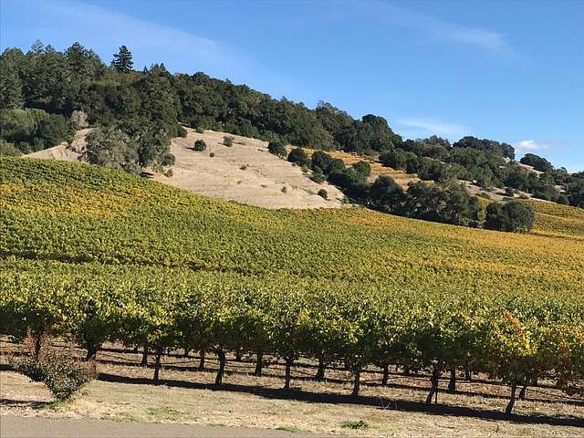 Wijngaard, Sonoma Wijn, Wijn, Sonoma