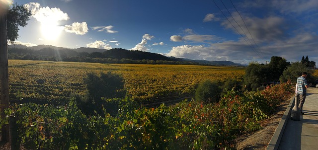 Sonoma Wijn, Wijn, Sonoma, Wijnmakerij