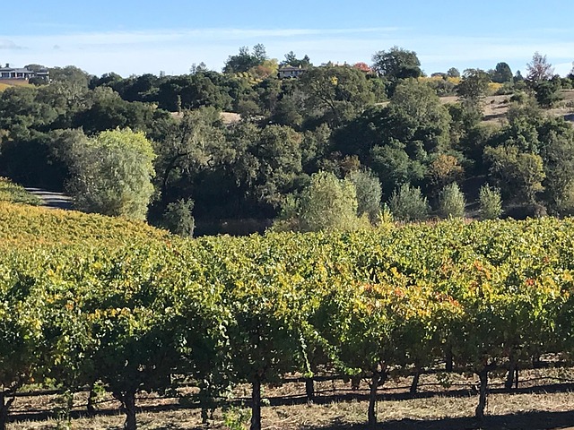 Sonoma Wijn, Wijn, Sonoma, Wijnmakerij