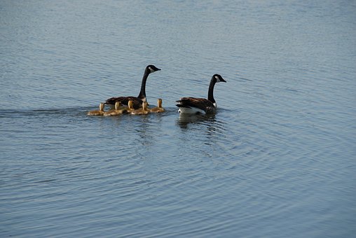 Ænder, Vand, Natur, Ællinger, Kyllinger