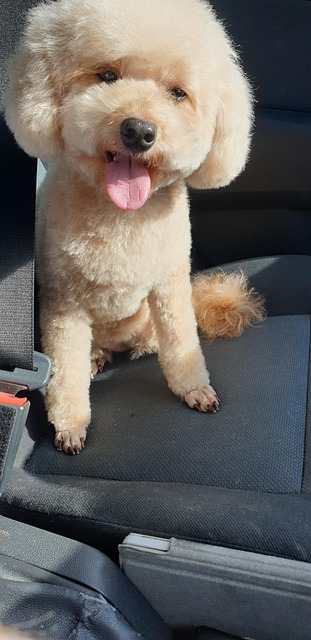 Sød Hund, Woof, Yndig, Doggy, Hundehvalp
