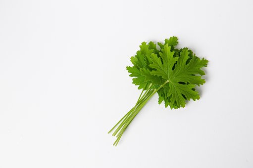Geranium, Blade, Natur, Urt