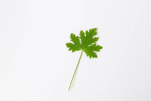 Geranium, Blad, Urt, Duftende Geranium