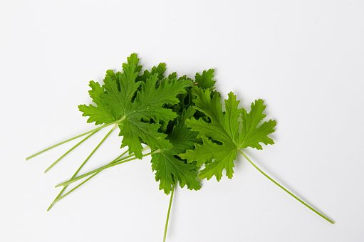 Geranium, Blade, Urt, Duftende Geranium
