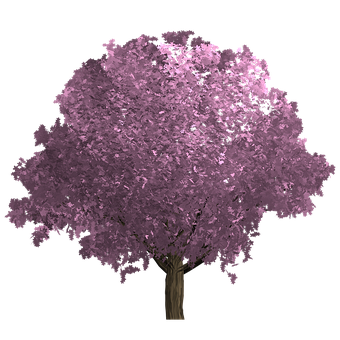 Baum, Blumen, Blätter, Laub, Rosa, Wald