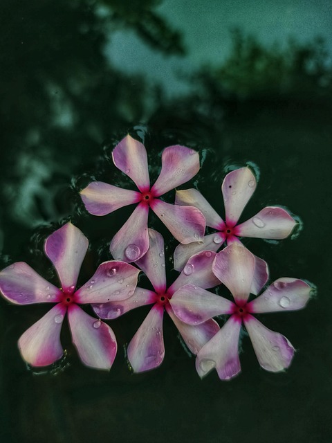 Free Phlox Flowers photo and picture