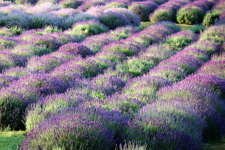 1,000+ Free Lavender Field &amp; Lavender Images - Pixabay