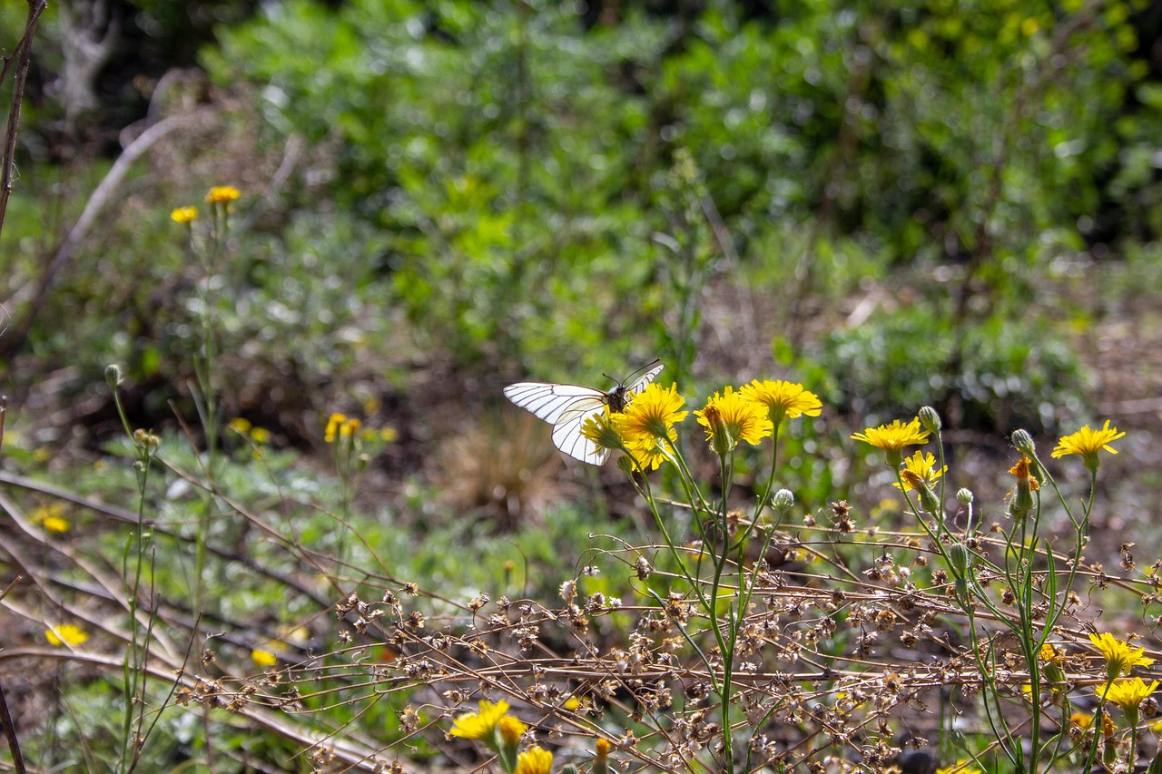 Butterfly Pollinate Flowers - Free photo on Pixabay - Pixabay
