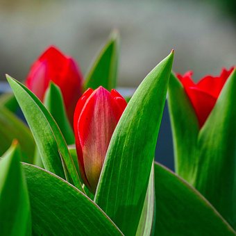 Tulipaner, Blomster, Røde Tulipaner