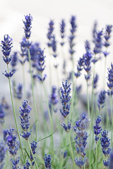 Free Lavender Flowers photo and picture