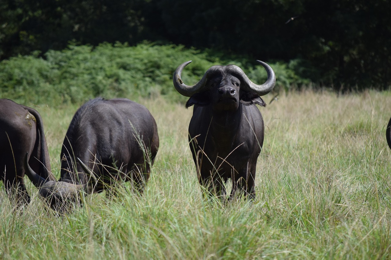 Water Buffalo - free online jigsaw puzzle photo