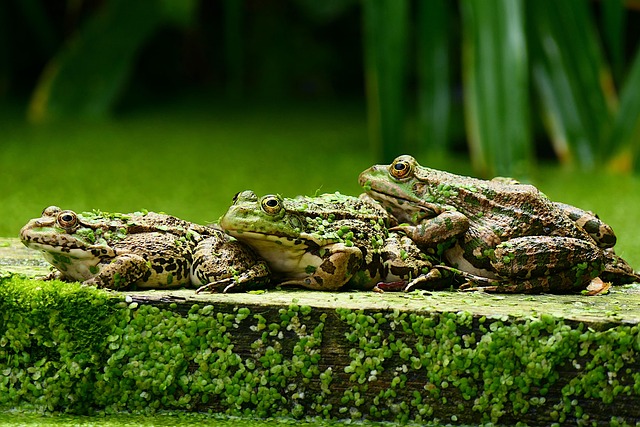 Much like in other species—no blame intended—male frogs dominate the soundscape with their loud calls, actively drowning out the quieter voices of females, whose vocalizations we’ve identified in only 1.4% of cases.
