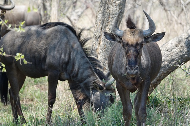 Free Buffalo Horns photo and picture