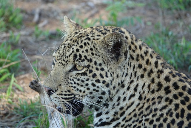 Free Leopard Animal photo and picture