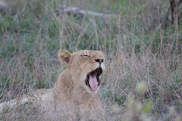 Free Lion Animal photo and picture