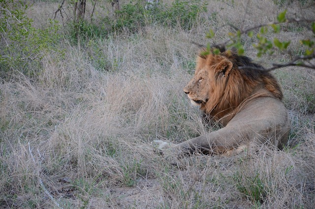 Free Lion Animal photo and picture