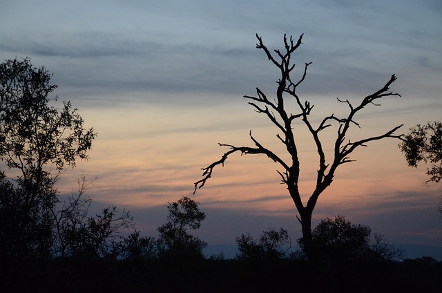 Free Sunset Trees photo and picture