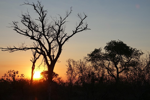 Free Sunset Savanna photo and picture