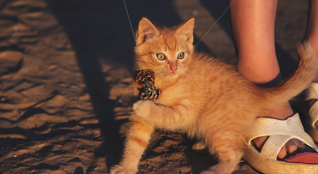 Free Kitten Pet photo and picture