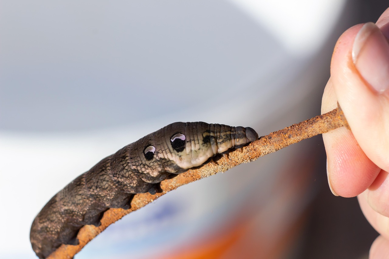 Kater Insect Caterpillar Insect Animal - Free photo on Pixabay - Pixabay