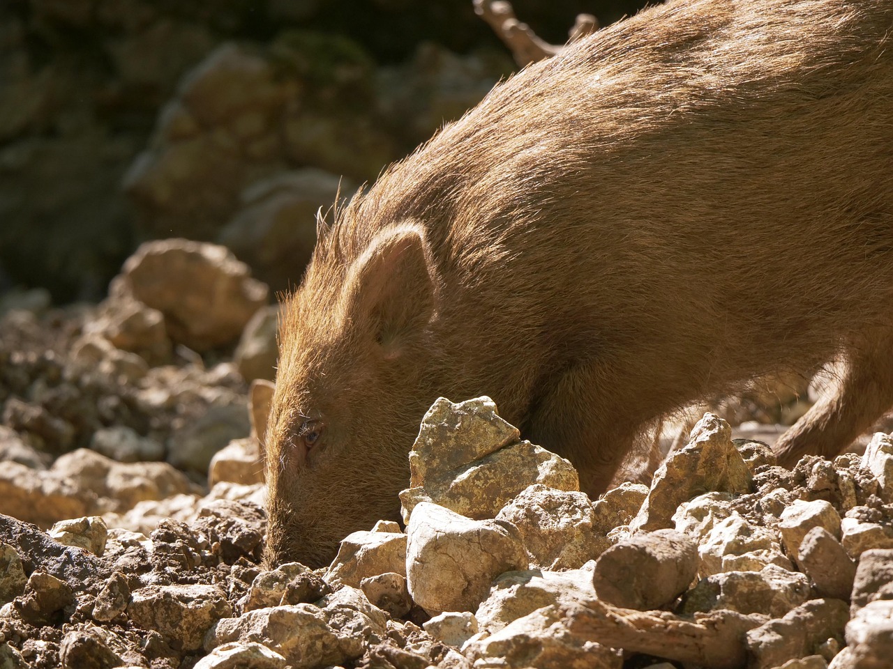 Boar Pig Snout - Free photo on Pixabay - Pixabay