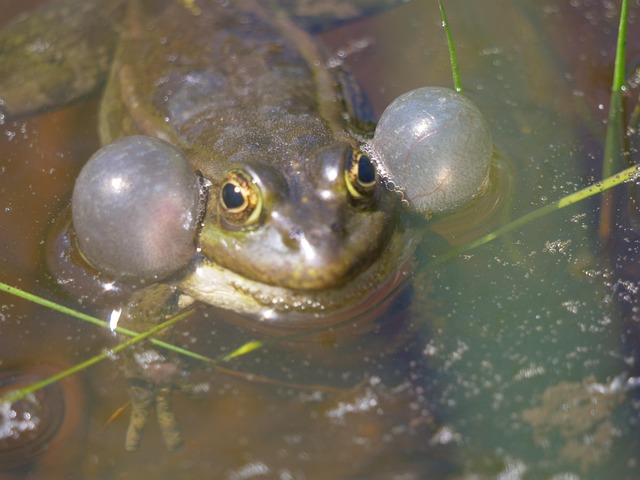 Free Frog Animal photo and picture