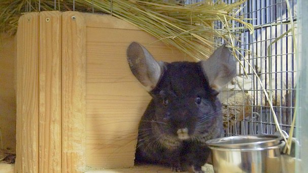 Chinchilla, Huisdier, Knaagdier, Zwart