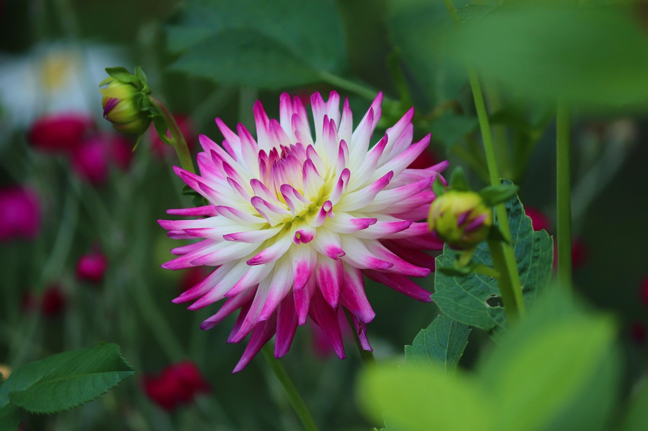 Dahlia Flower Plant Free photo on Pixabay Pixabay