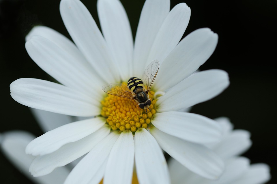 Hoverfly Pollinate Fly - Free photo on Pixabay - Pixabay