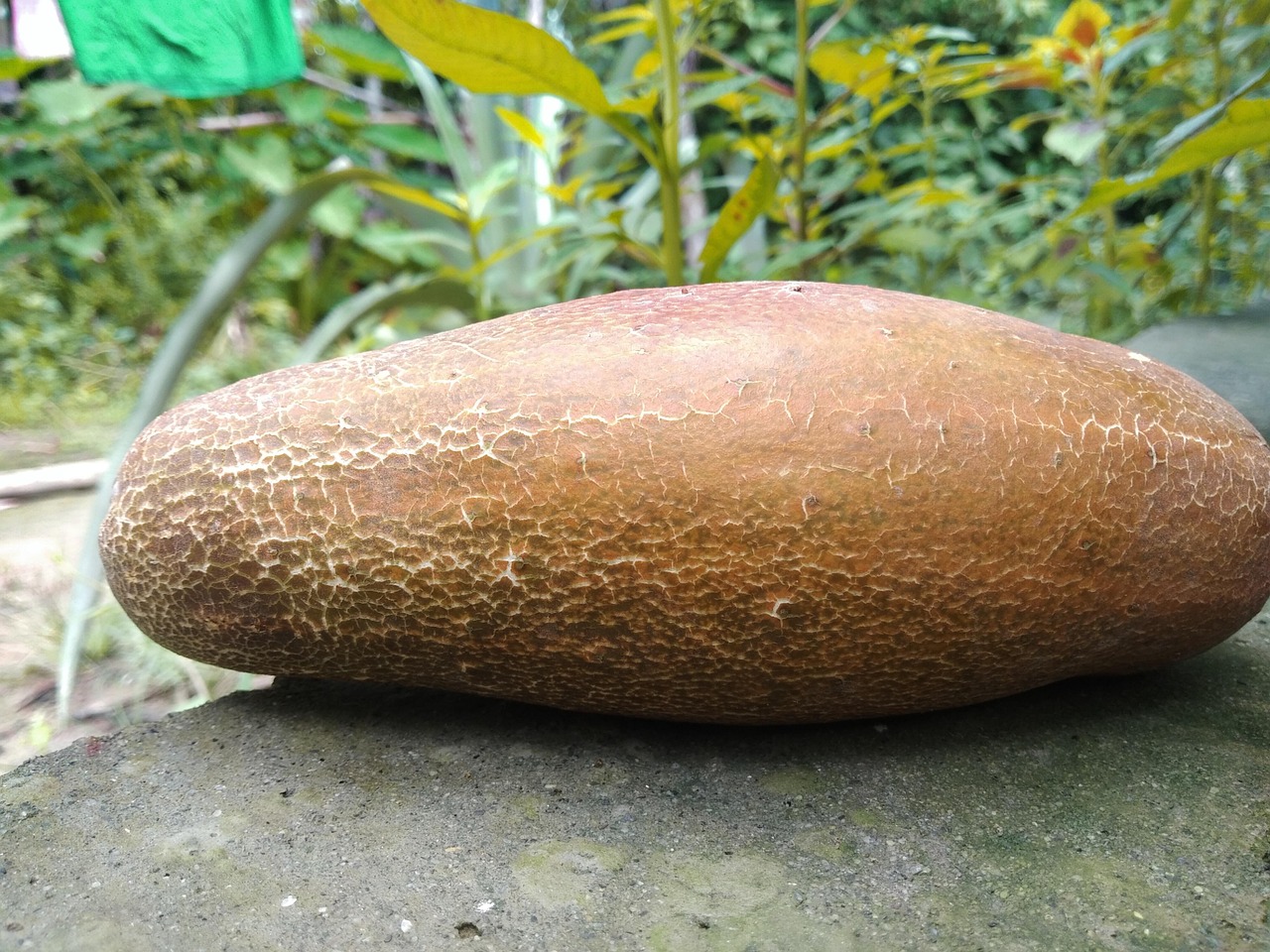 Concombre Déchiré Fruit - Photo gratuite sur Pixabay - Pixabay