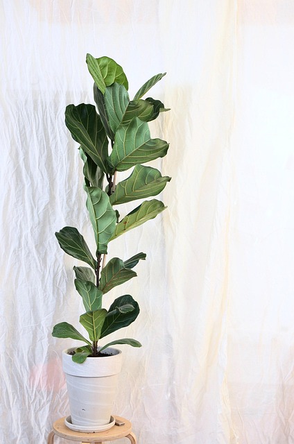 Free Ficus Lyrata photo and picture
