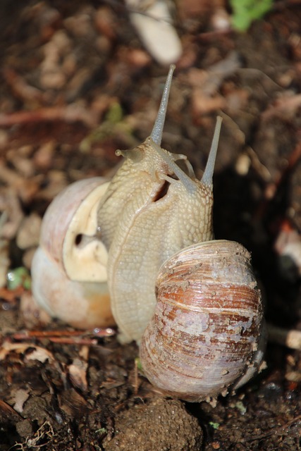 Free Snails Escargots photo and picture
