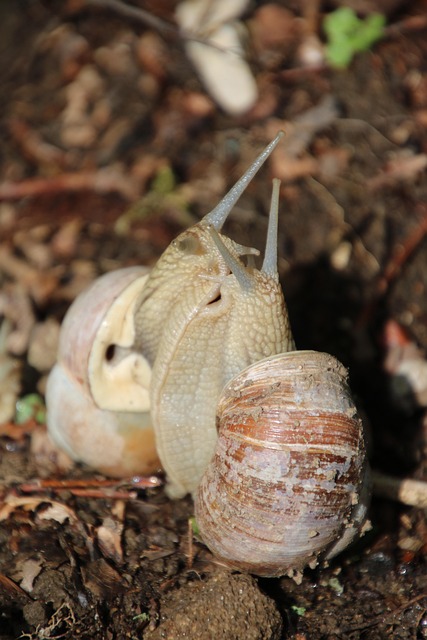 Free Snails Shells photo and picture