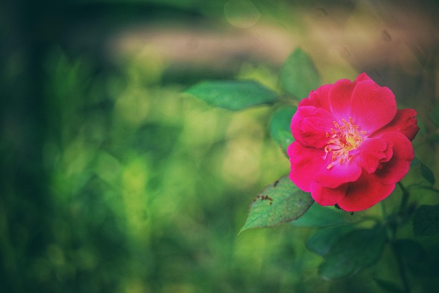Free Rose Flower photo and picture