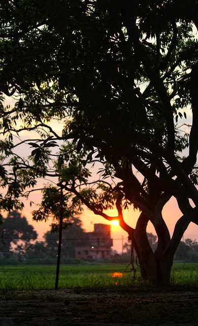 Free Tree Park photo and picture