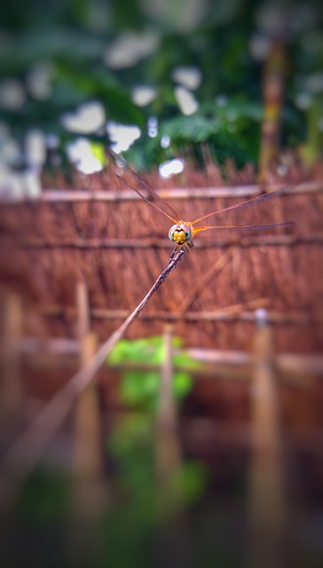 Free Dragonfly Insect photo and picture