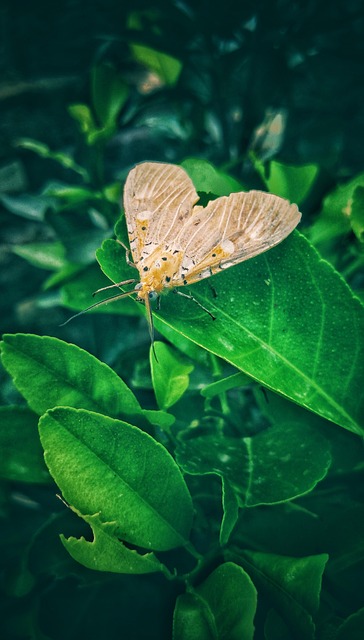 Free Butterfly Insect photo and picture