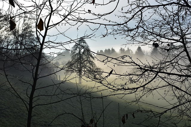 Free Fog Landscape photo and picture
